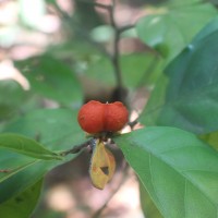 Dichapetalum gelonioides (Roxb.) Engl.